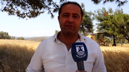 Ata tohumu Karakılçık Buğdayı'nın ilk hasadı Karaova’da yapıldı