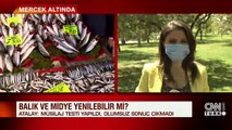 Deniz salyası varsa balık yenir mi? Bakanlığın sonuçları çıktı