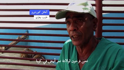 ولادة نمر أبيض في حديقة الحيوانات الكوبية