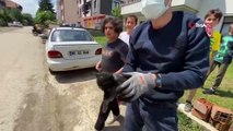 Kedisinin kayıp yavrusunu haberlerde gördü, almak için Düzce'ye kadar geldi