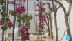 Un "Jardin d'Afrique" en Tunisie : les plantes du paradis