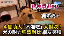 ４隻萌犬「不准吃」對決！犬の耐力強烈對比 網友笑噴