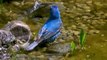 Brilliantly colored indigo bunting bird enjoys a bath in the pond