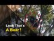 Wild Bear Climbs Atop Tree Causing Panic Among Locals In Odisha | OTV News