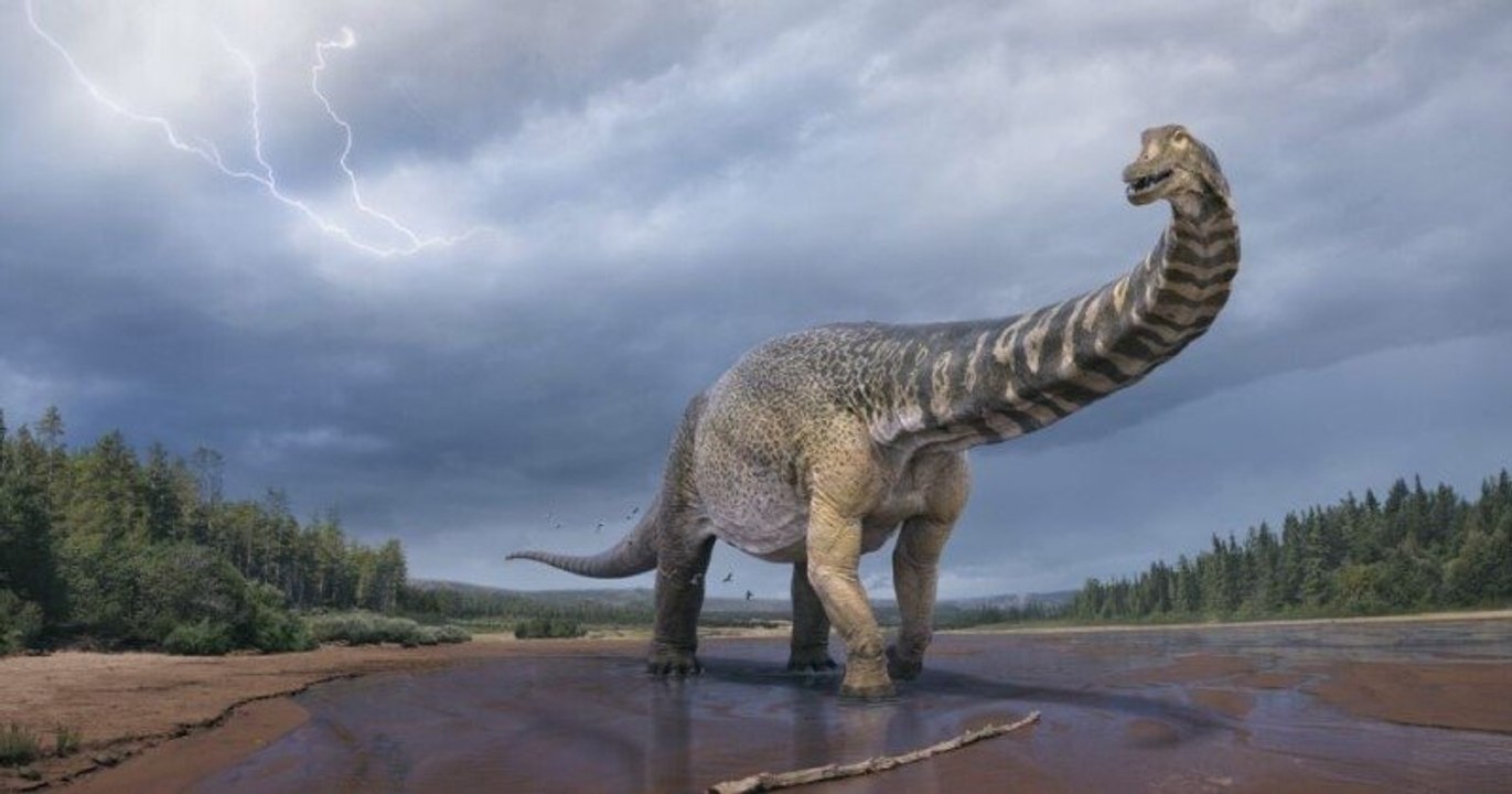 Une nouvelle espèce de dinosaure, l'un des plus grands au monde, a été identifiée en Australie