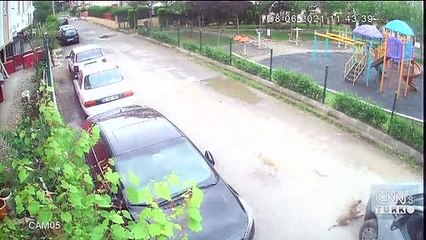Köpeği ezip yoluna devam etti