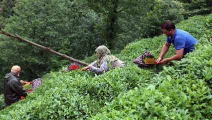 Çay ihracatından yılın 5 ayında 8,5 milyon dolar gelir elde edildi