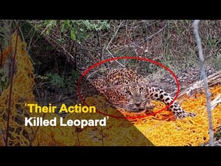 6 Arrested As Leopard Dies After Getting Stuck In Wild Boar Trap | OTV News