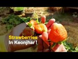 Retired-IAF Officer Manages To Grow Strawberries In Odisha | OTV News