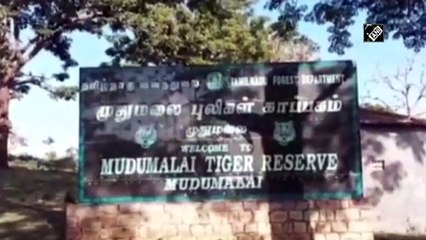 चेन्नई के मुदुमलाई टाइगर रिजर्व में 28 हाथियों का हुआ कोरोना परीक्षण