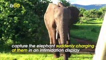Video Captures a Couple Facing Elephant Intimidation on Safari in Zambia
