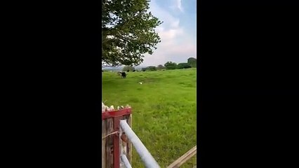For this horse, the grass is always greener on the other side