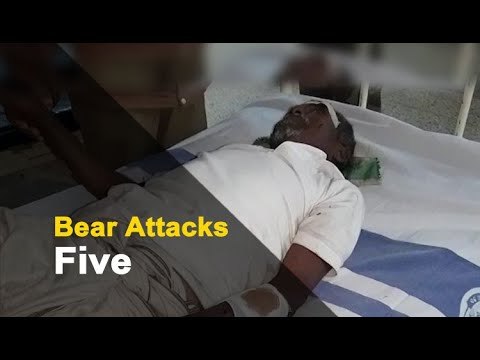 Five Including Minor Girl Injured In Bear Attack In Odisha | OTV News