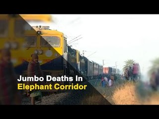 2 Elephants Killed After Being Hit By Train In Odisha | OTV News