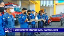 Personel Damkar Tangkap Ular Piton Sepanjang 5 Meter di Area Kantor Wali Kota Parepare, Sulsel