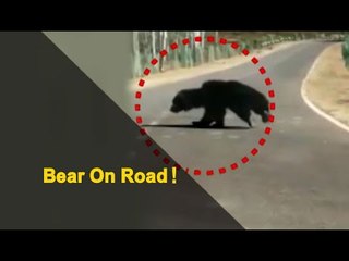 Wild Bear On Road Triggers Panic In Odisha | OTV News