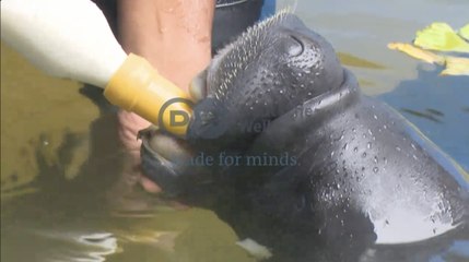 Manatees species - Amazon | ವಿಶೇಷ ಪ್ರಾಣಿಯ ಮಾಂಸಕ್ಕೆ ಪ್ರಪಂಚದಲ್ಲೇ ಭಾರೀ ಬೇಡಿಕೆ | Going Wild EP 18