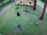 Tiny Dog Chases Bear up Tree