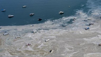 Müsilajlı balık ve midye yenir mi? Uzman isim, merak edilen tartışmaya noktayı koydu