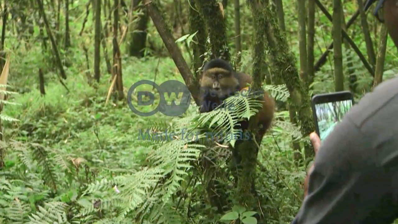 Golden Monkeys of Rwanda | ಮಂಗಗಳ ಅಳಿವಿಗೆ ಈಗ ಮಾನವನೇ ಕಾರಣ | Going Wild EP 19