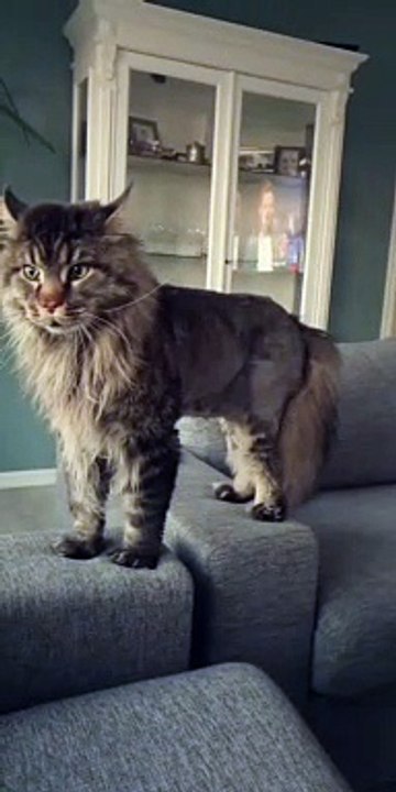 Kitty Has Strange Sounding Growl