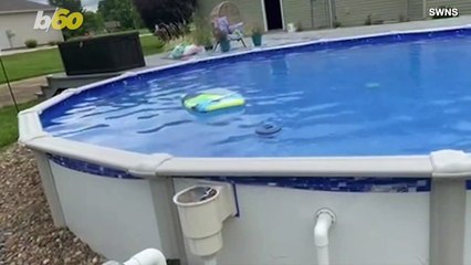 This Pup Has a Genius Way to Get Into and Out of the Pool
