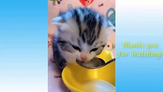 Top Funny Cat Videos of The Weekly - TRY NOT TO LAUGH #17 _ Pets Garden