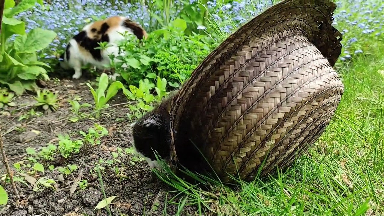 Amy und Robby - kleine Katzenrabauken
