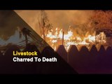 Fire Mishap In Odisha: 14 Houses Gutted & Livestock Burnt Alive In Angul | OTV News