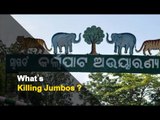 1 More Elephant Dies In Kalahandi Triggering Concerns | OTV News