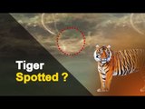 Sighting Of Tiger Triggers Panic Among Locals In Odisha | OTV News