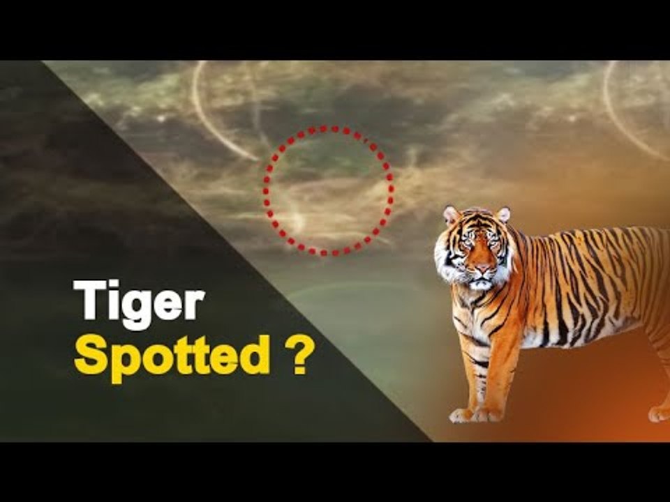 Sighting Of Tiger Triggers Panic Among Locals In Odisha | OTV News