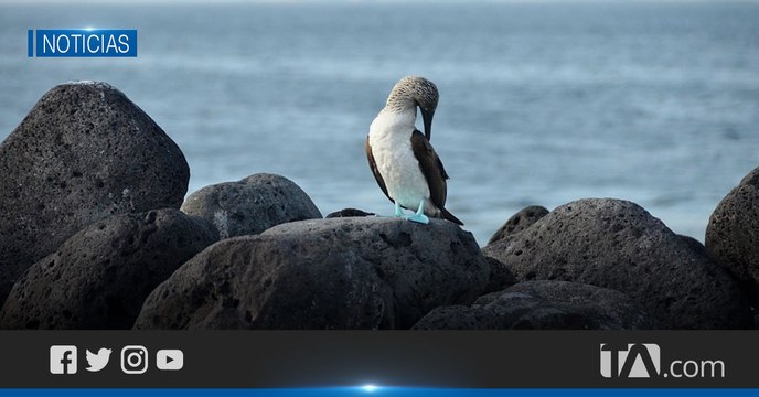 Prueba PCR con resultado negativo sigue vigente para entrar a Galápagos