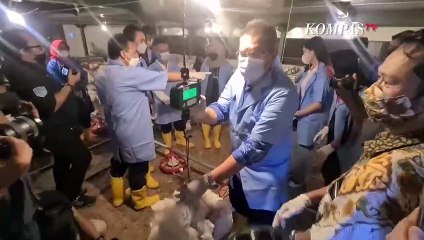 IPB Kenalkan Peternakan Modern Closed House, Panen Ayam Hanya 35 Hari