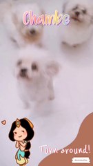 My FurBabies Doing Some Tricks 