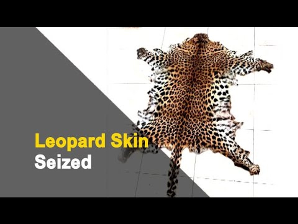 Odisha Crime Branch STF Seizes Leopard Skin, 2 Arrested | OTV News
