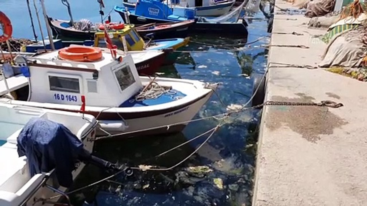 BURSA - Çanakkale Boğazı ve Gemlik Körfezi'nde müsilaj etkisini sürdürüyor