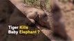 Elephant Calf ‘Killed By Tiger’ In Mayurbhanj | OTV News