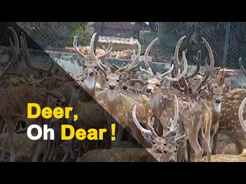 Overpopulation At Cuttack Deer Park Raises Concerns | OTV News