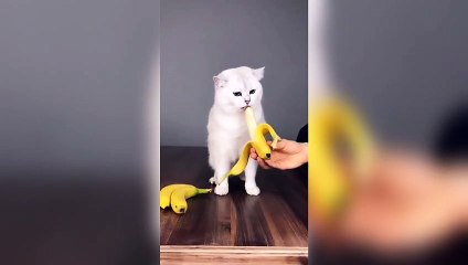 How is my sweet cat eating her bananas?