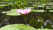 Water Lily | Nymphaeaceae | Aquatic | Plants | Flowers | Garden