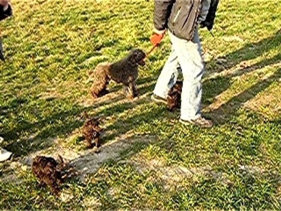 ballade des chiots 5