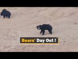 Bears Spotted Roaming Near Village In Odisha’s Nabarangpur | OTV News