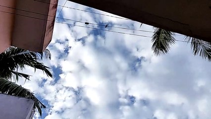 Crows are  making noise in the morning