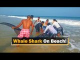 Whale Shark Washes Ashore Beach In Odisha | OTV News