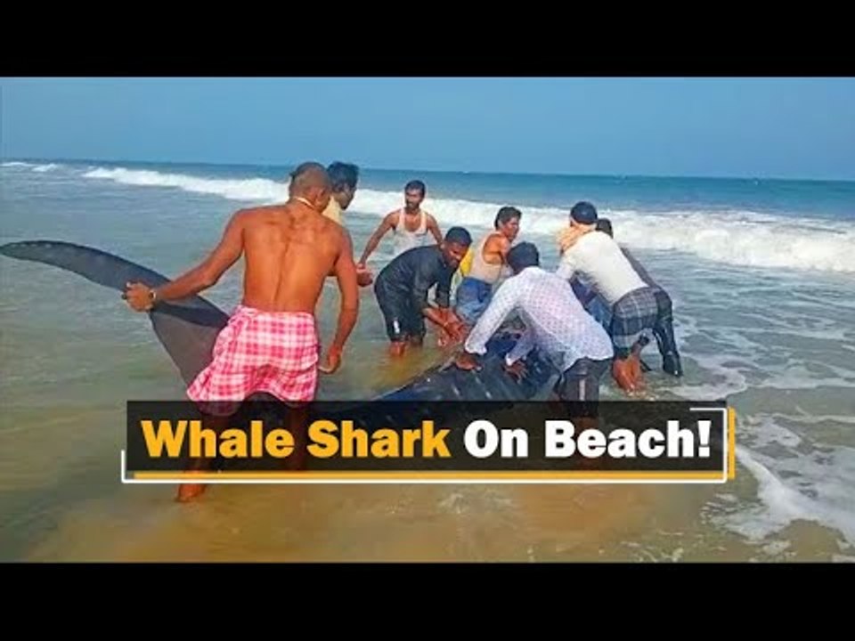 Whale Shark Washes Ashore Beach In Odisha | OTV News