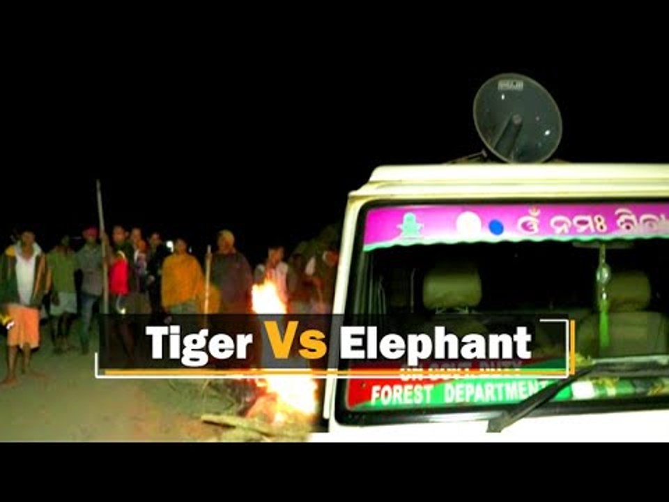 ‘Roaring Tiger’ Played On Loudspeaker To Drive Away Elephants In Odisha’s Keonjhar | OTV News