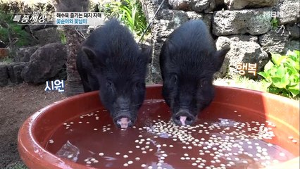 꽃순이 꽃님이의 천적이 나타났다!