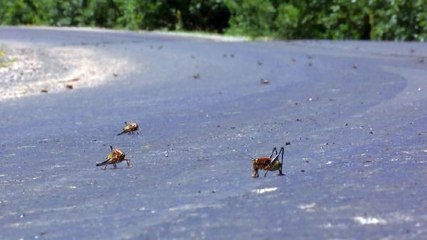 Kabus yeniden hortladı! Çekirgeler, Muş Ovası'na doğru ilerliyor