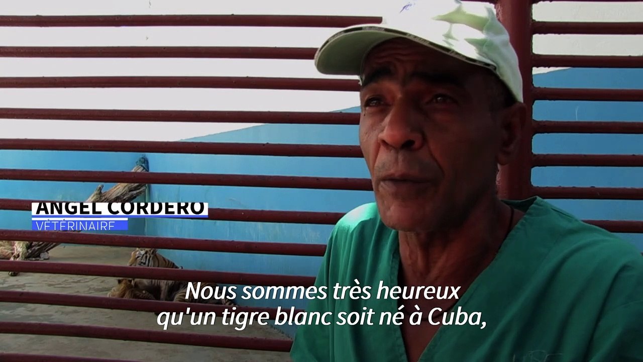 Cuba: le zoo national accueille le premier tigre blanc né dans le pays